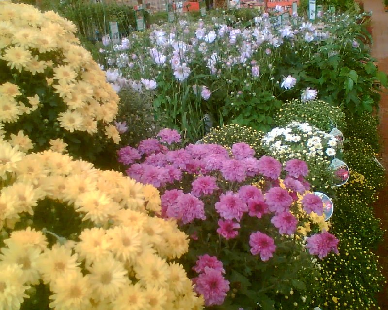 Chrysantemen