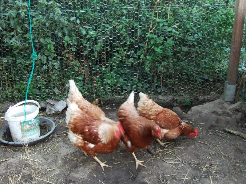 Zwei der fünf fleißig pickenden Hühner