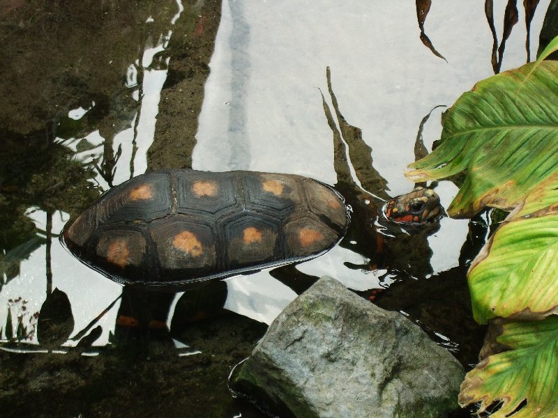 Schildkröte aus dem Burger's Zoo im niederländischen Arnheim