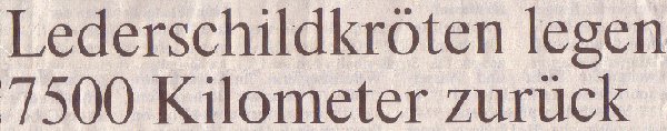 Rheinische Post, 19.01.2011, Titel: Lederschildkröten legen 7500 Kilometer zurück