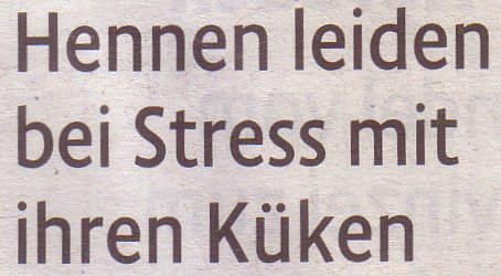 Kölner Stadt-Anzeiger, 12.03.2011, Titel: Hennen leiden bei Stress mit ihren Küken